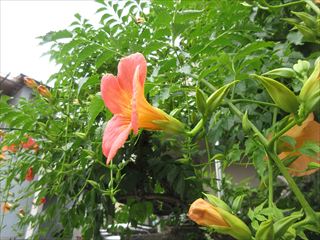 ノウゼンカズラ